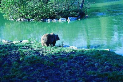 Sheep swimming in tree by water