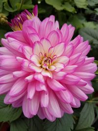 Close-up of pink dahlia blooming outdoors