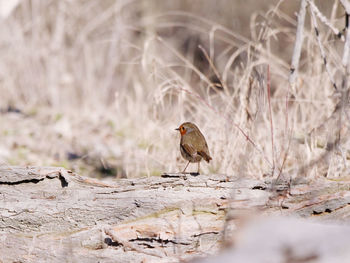 Bird perching on a land