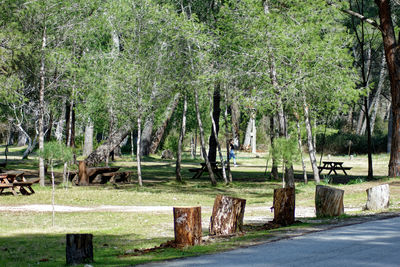 Trees in a forest