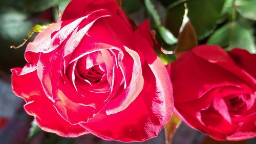 Close-up of red rose