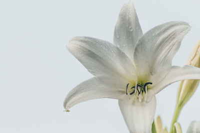 Close-up of day lily blooming against white background