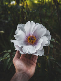 Close-up of hand holding rose flower