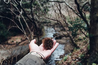 Cropped hand holding plant on palm at forest