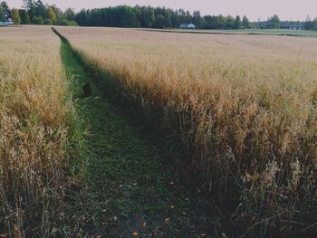 View of wheat field