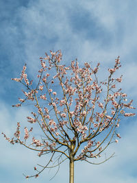 Low angle view of cherry tree against blue sky