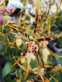 Close-up of plant against blurred background