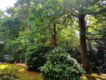 Trees growing in a park