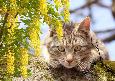 Portrait of a cat on a tree