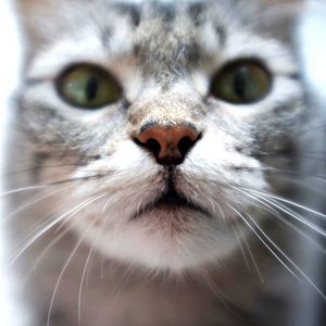 Close-up portrait of cat