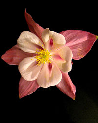 Close-up of pink flower