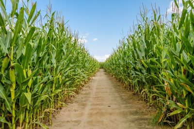 Scenic view of corn field against sky