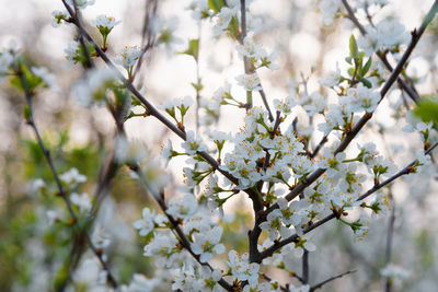 Low angle view of cherry blossoms in spring