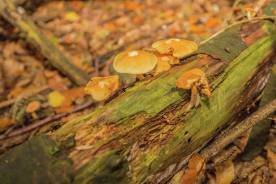 Close-up of mushroom growing on tree