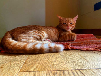 Portrait of cat resting on floor at home