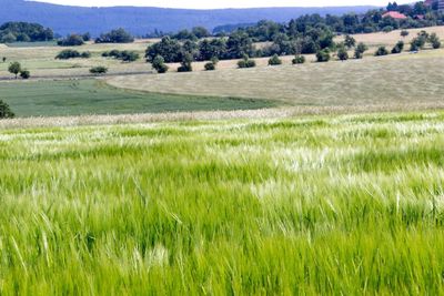 Scenic view of grassy field