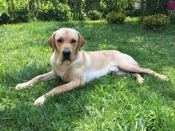 Puppy sitting on grass