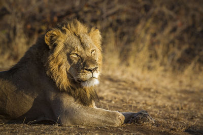 Lion sitting on land in forest