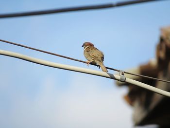 Low angle view of bird perching on cable against sky