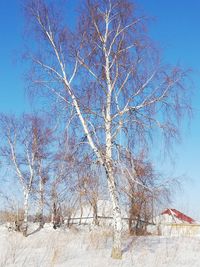 Bare tree on snow covered land against sky