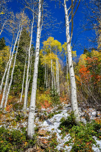 Low angle view of trees in forest against sky