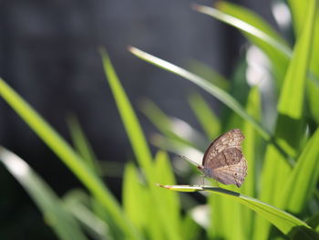 Close-up of butterfly on grass