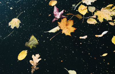 High angle view of maple leaves floating on lake