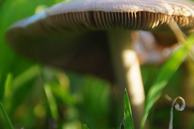 Close-up of mushroom growing on field