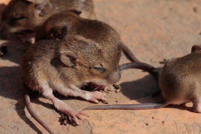 Little young mouses