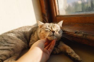 Portrait of a beautiful cat. cute cat portrait. happy pet.