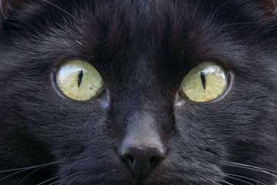 Close-up portrait of a cat