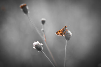 Close-up of butterfly pollinating on flower