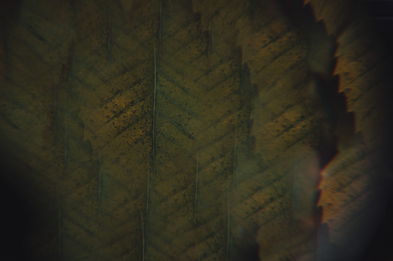 FULL FRAME SHOT OF LEAVES IN DARK