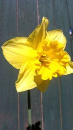 Close-up of yellow flower