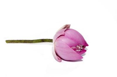 Close-up of pink rose against white background