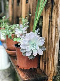 Close-up of potted plant