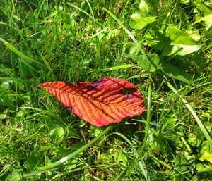 Close-up of leaf on grass