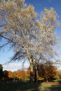 Trees against clear sky