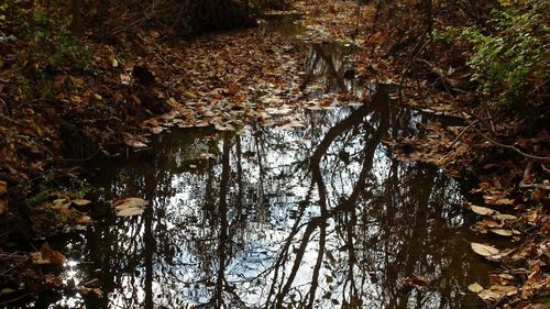 Reflection of trees in lake