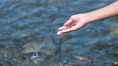 Close-up of feeding fish in lake