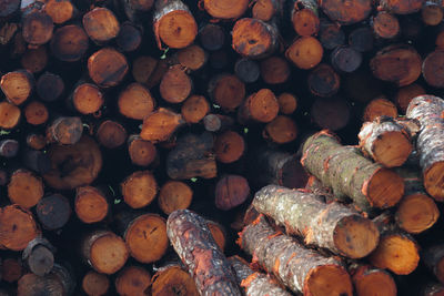 Full frame of stacked logs