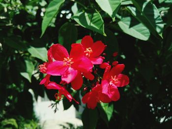 Close-up of pink flowers