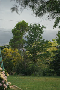 Trees against sky