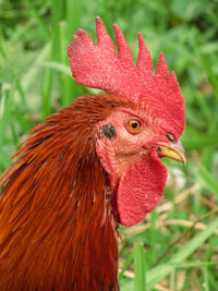 Close-up of rooster