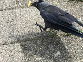 Close-up of eagle perching on floor