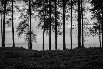 Trees in forest against sky