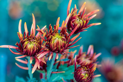 Close-up of wilted flower