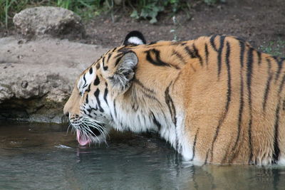 View of a tiger drinking water