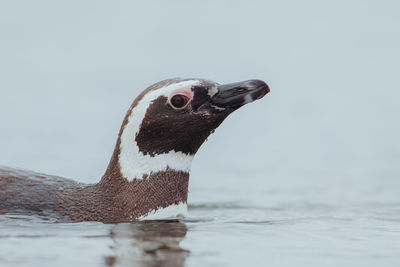 Close-up of penguin swimming in sea