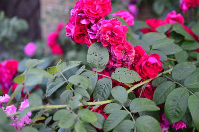 Close-up of pink flowering plant